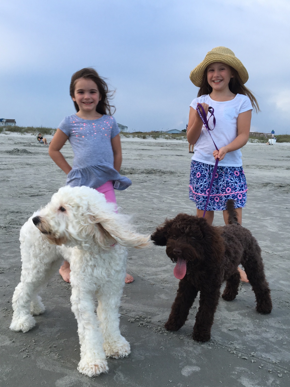 South Carolina Little Doodles – Australian Labradoodles