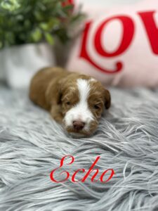 Echo