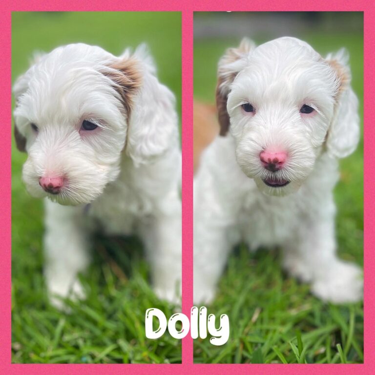 Dolly