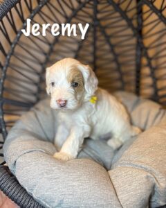 Jeremy