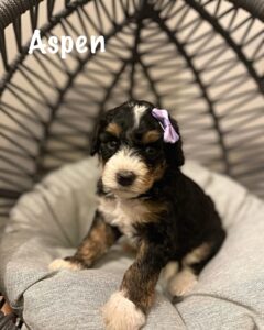 Aspen