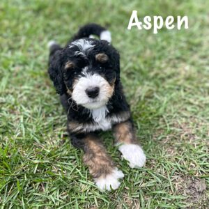 Aspen1