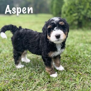 Aspen2