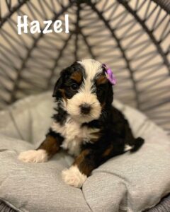 Hazel