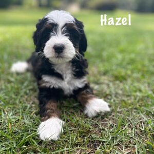 Hazel2