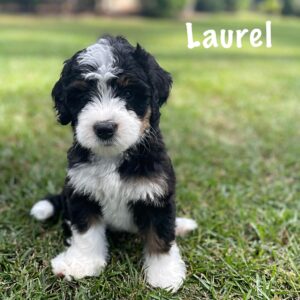 Laurel2