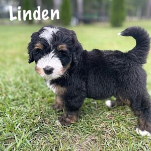 Linden1