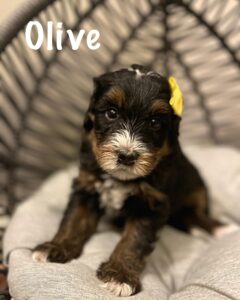 Olive