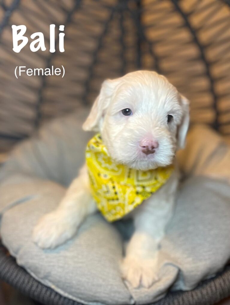 Bali