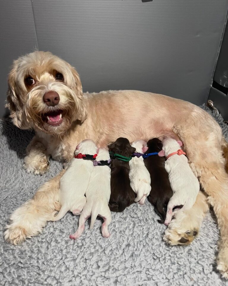 Mamma and Pups
