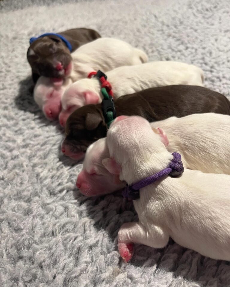 Pups