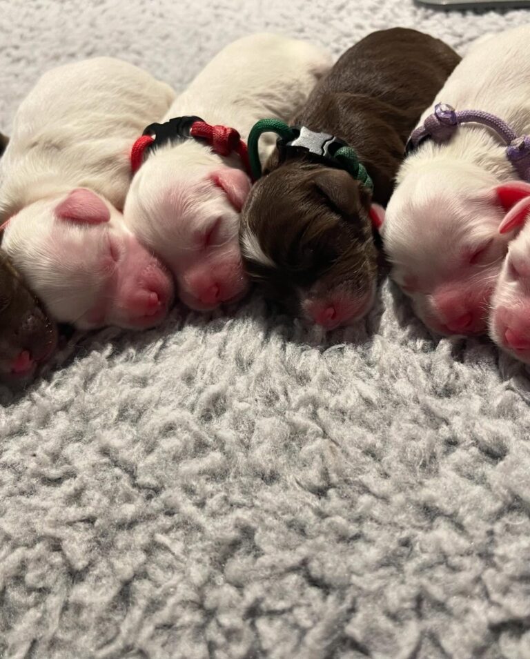 Pups2