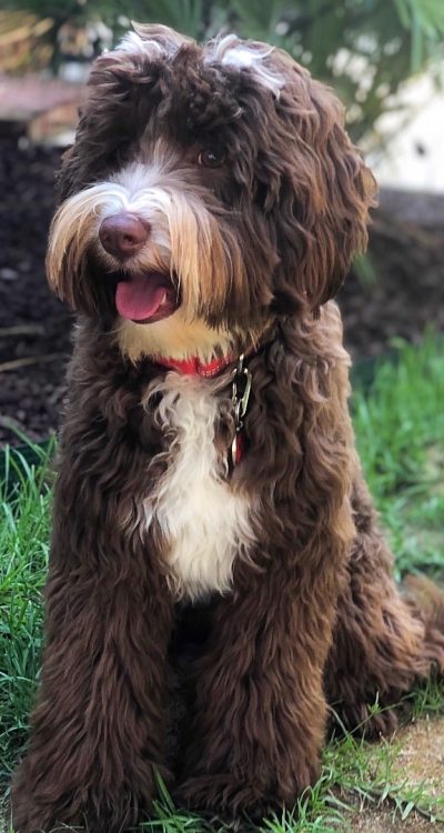 Duke - 8 Months